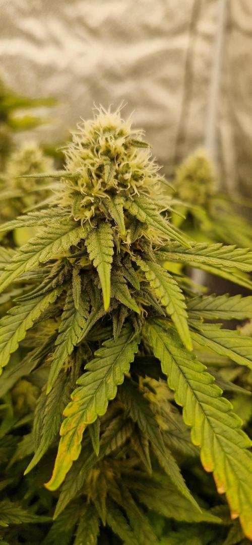 Projekt Permanent Marker 2x. Week 12 - 27.01