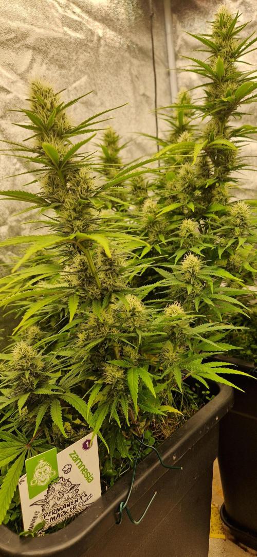 Projekt Permanent Marker 2x. Week 12 - 27.01