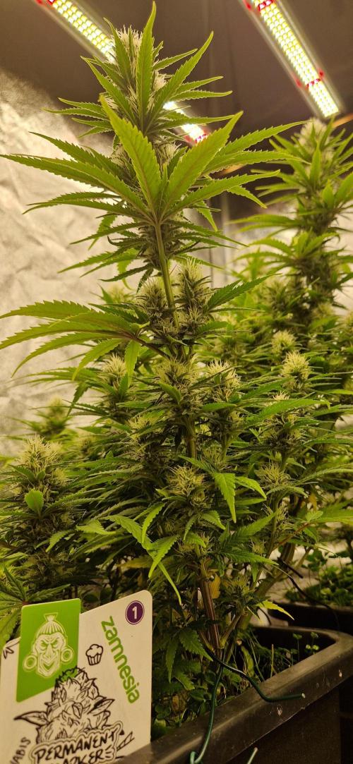 Projekt Permanent Marker 2x. Week 12 - 27.01