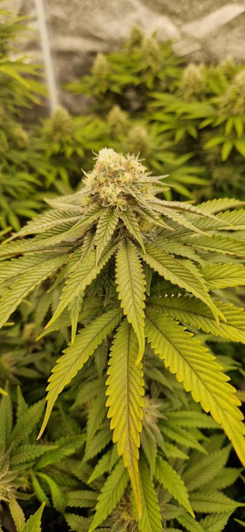 Wedding Cake Super Strains. Week 12 - 01.02