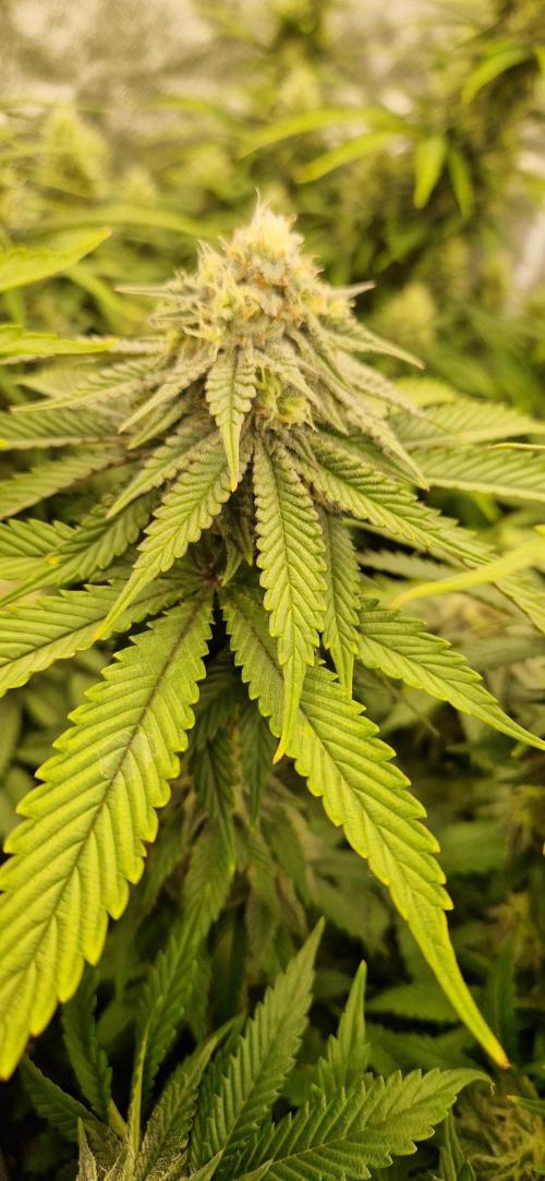 Wedding Cake Super Strains. Week 12 - 01.02