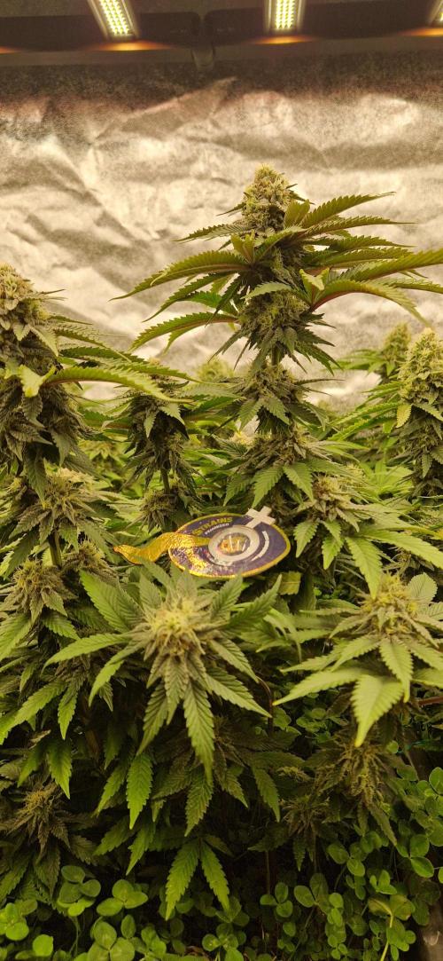 Wedding Cake Super Strains. Week 12 - 03.02