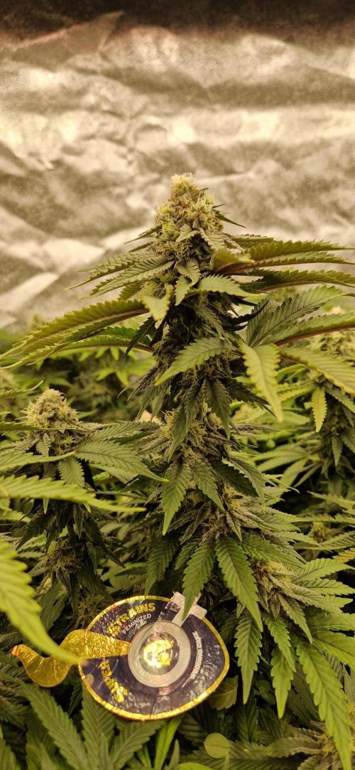 Wedding Cake Super Strains. Week 12 - 03.02