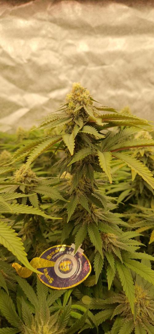 Wedding Cake Super Strains. Week 12 - 03.02