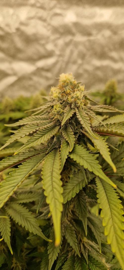 Wedding Cake Super Strains. Week 12 - 03.02