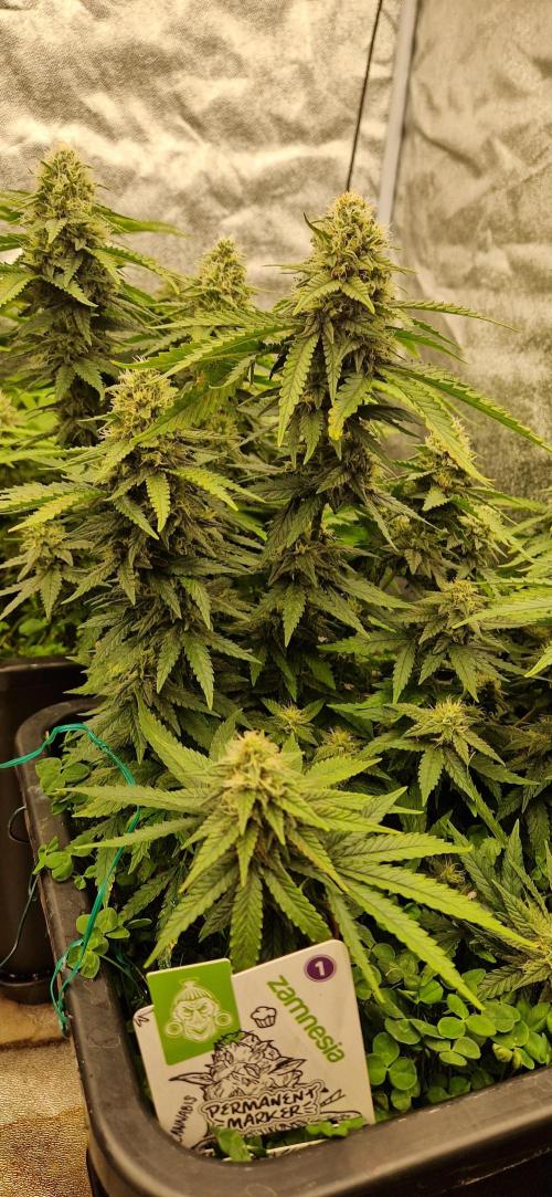 Projekt Permanent Marker 2x. Week 13 - 30.01