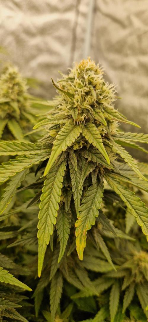 Projekt Permanent Marker 2x. Week 13 - 30.01