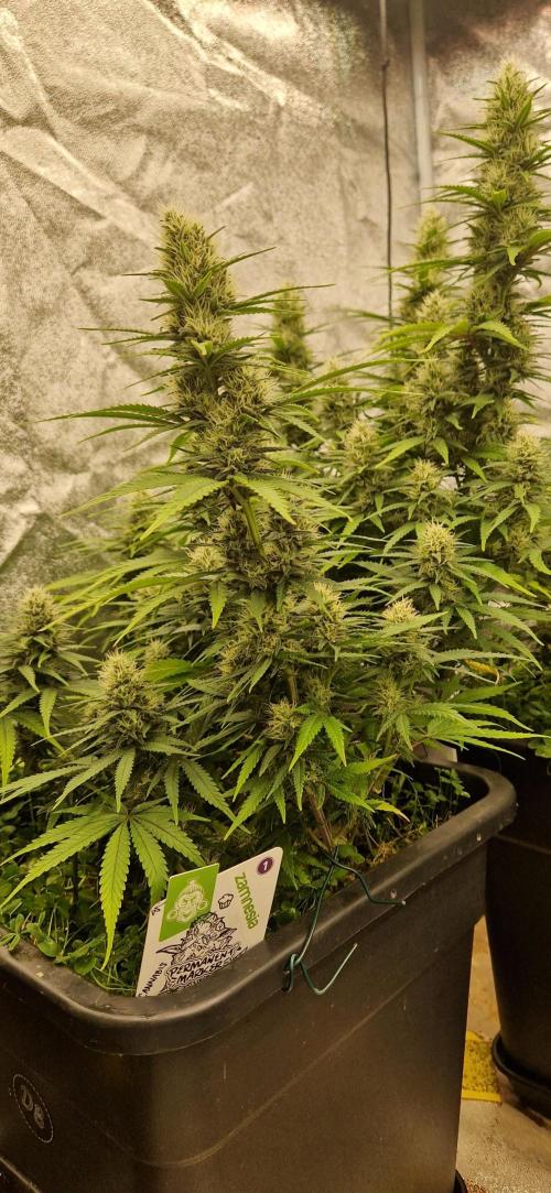 Projekt Permanent Marker 2x. Week 13 - 30.01