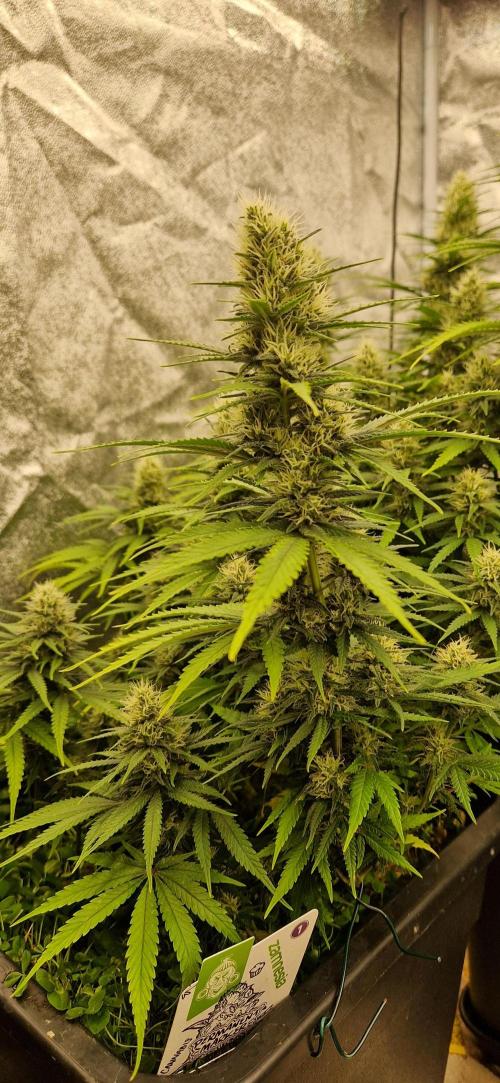 Projekt Permanent Marker 2x. Week 13 - 01.02