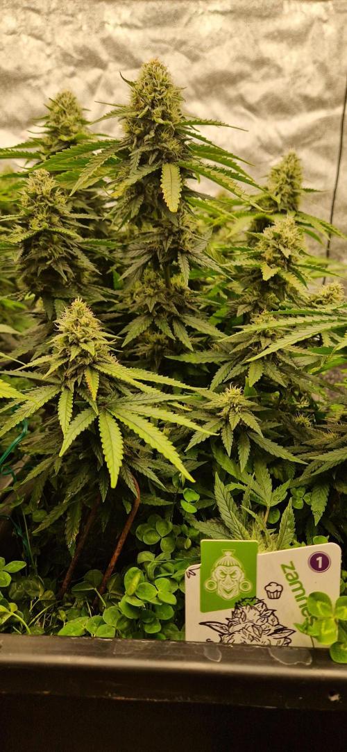 Projekt Permanent Marker 2x. Week 13 - 01.02