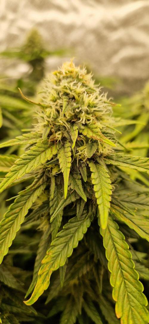 Projekt Permanent Marker 2x. Week 13 - 01.02