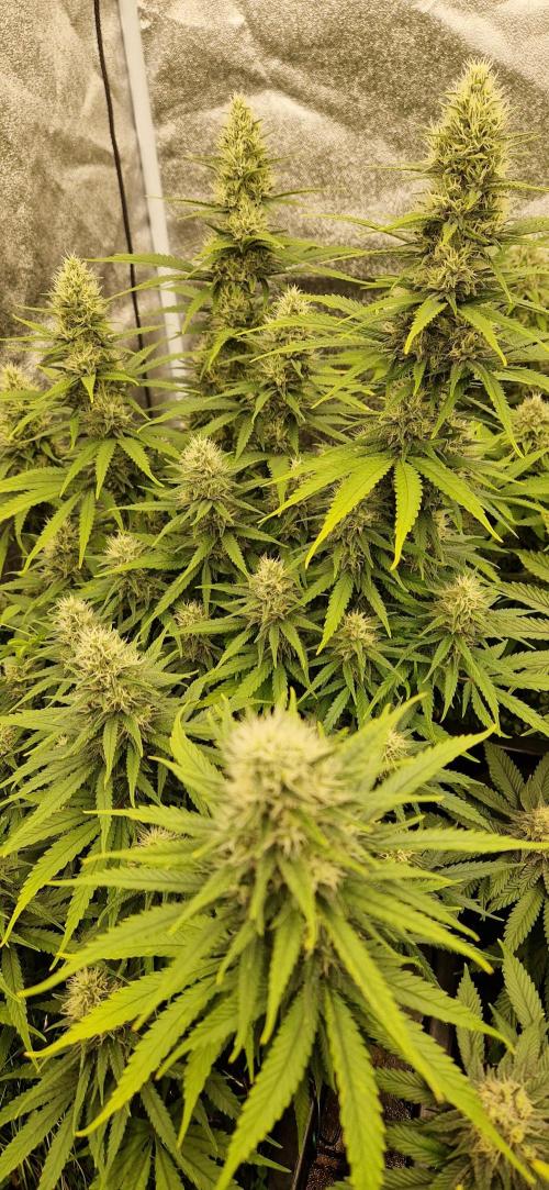 Projekt Permanent Marker 2x. Week 13 - 01.02