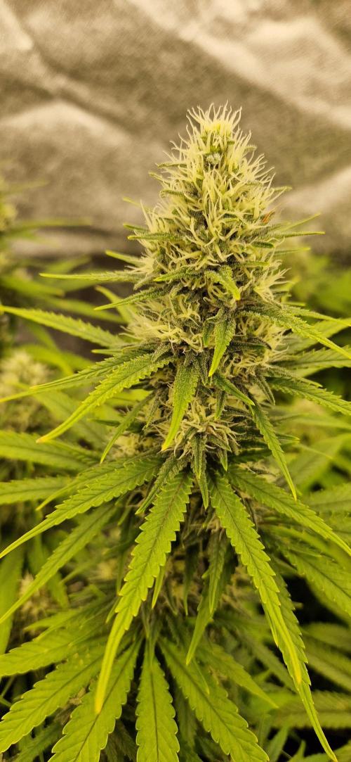 Projekt Permanent Marker 2x. Week 13 - 03.02