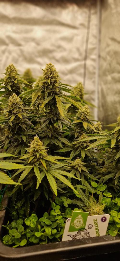 Projekt Permanent Marker 2x. Week 13 - 03.02