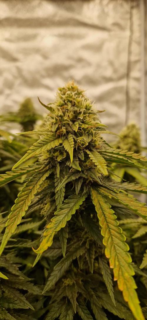 Projekt Permanent Marker 2x. Week 13 - 03.02