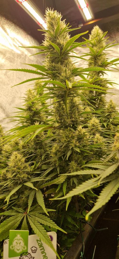 Projekt Permanent Marker 2x. Week 13 - 03.02