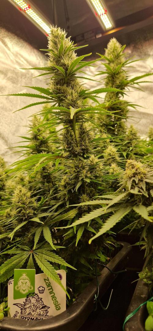 Projekt Permanent Marker 2x. Week 13 - 03.02