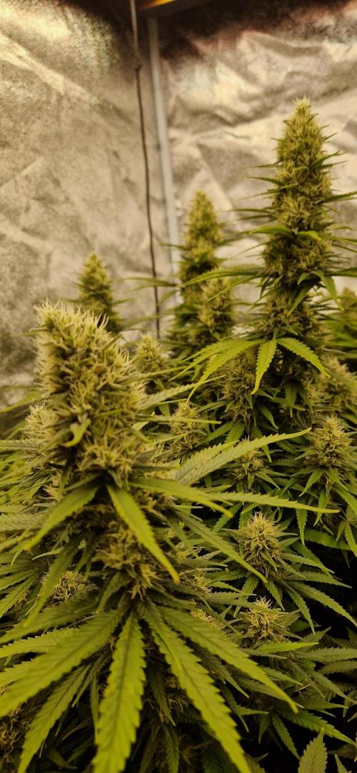 Projekt Permanent Marker 2x. Week 13 - 03.02