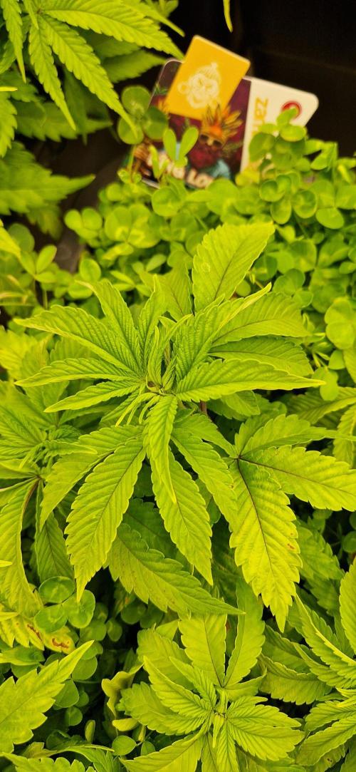 King Louis grow 2x. Week 8 - 25.12