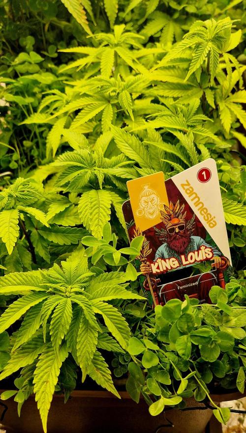 King Louis grow 2x. Week 9 - 01.01