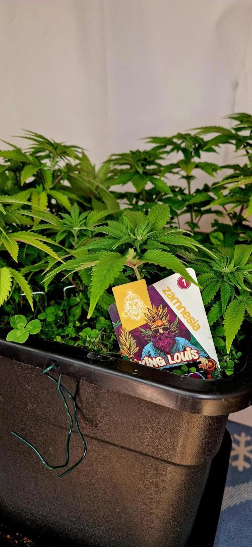 King Louis grow 2x. Week 9 - 06.01