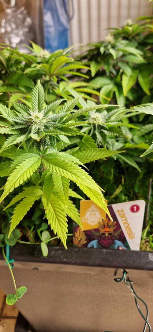 King Louis grow 2x. Week 11 - 15.01