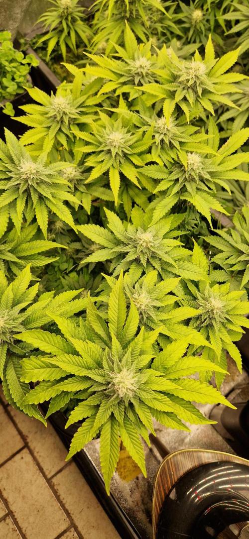 King Louis grow 2x. Week 12 - 24.01