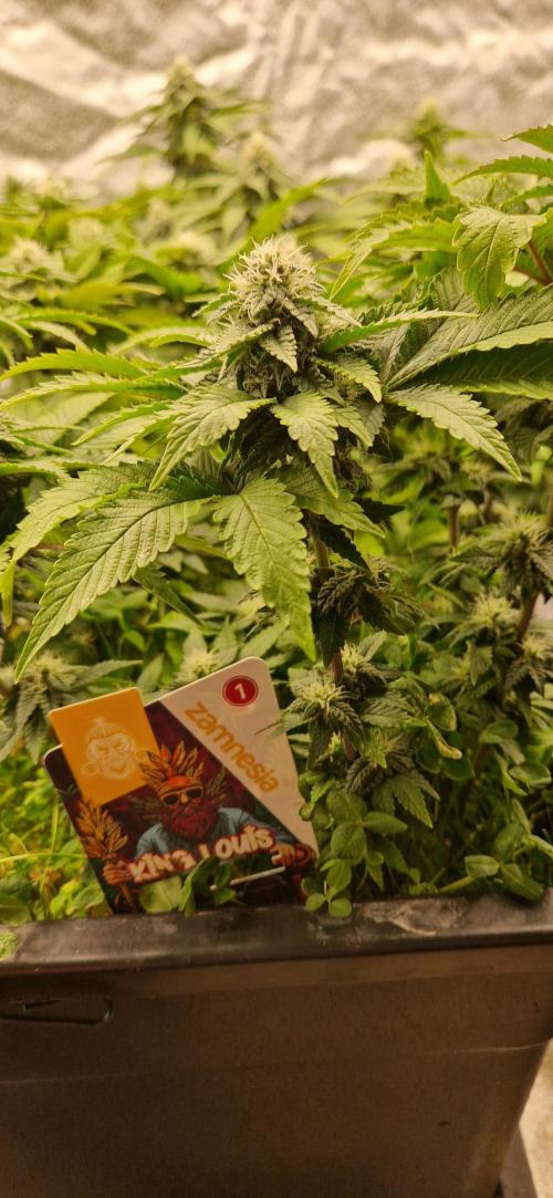 King Louis grow 2x. Week 12 - 24.01