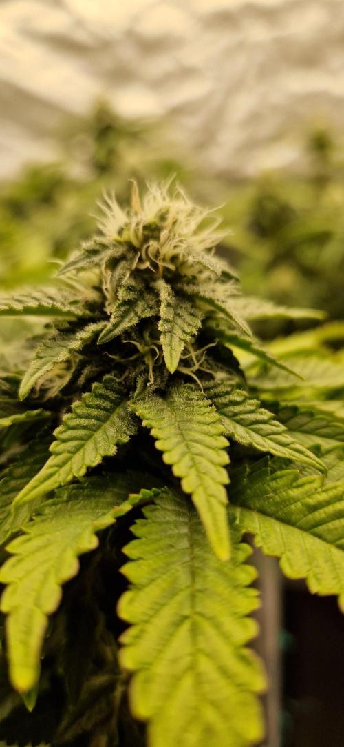 King Louis grow 2x. Week 12 - 24.01