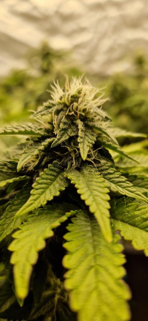 King Louis grow 2x. Week 12 - 24.01