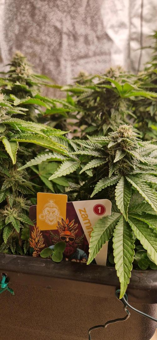 King Louis grow 2x. Week 12 - 27.01