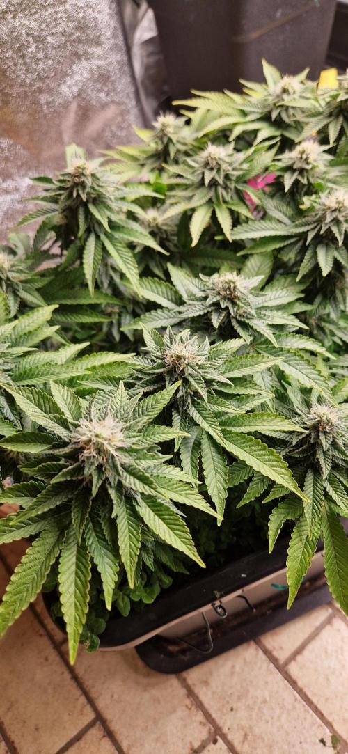 King Louis grow 2x. Week 12 - 27.01