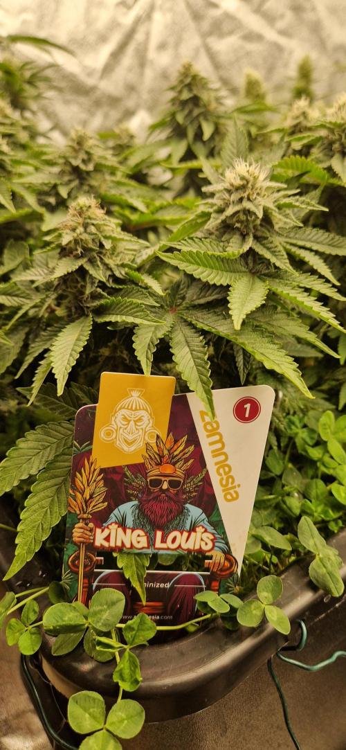 King Louis grow 2x. Week 13 - 30.01