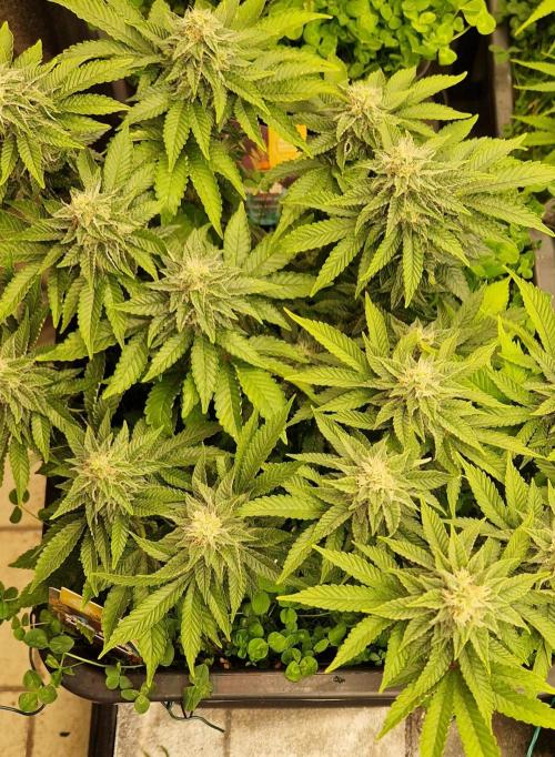 King Louis grow 2x. Week 13 - 30.01