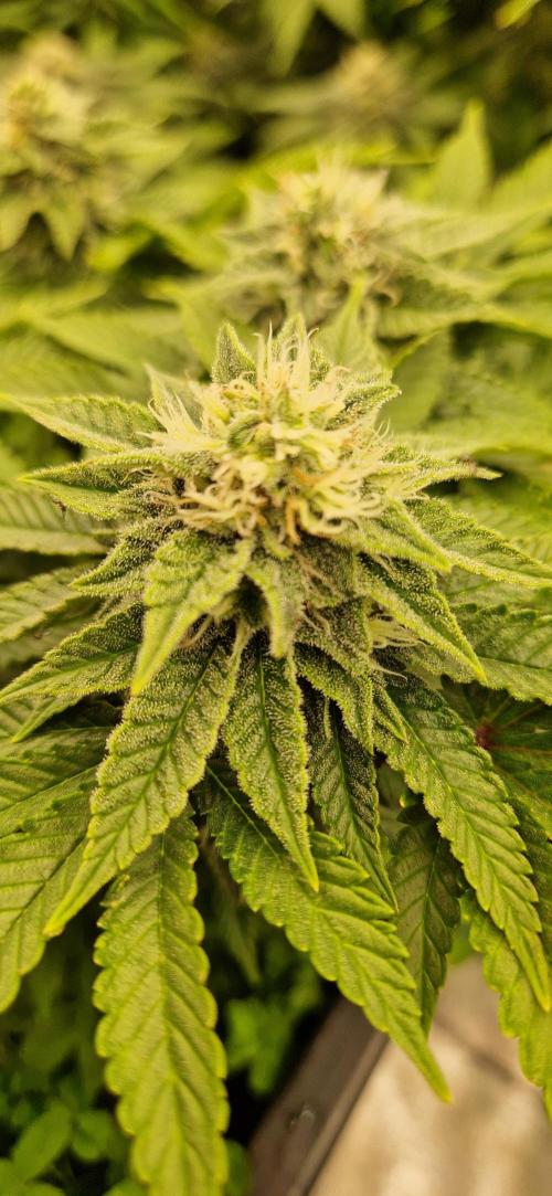 King Louis grow 2x. Week 13 - 30.01