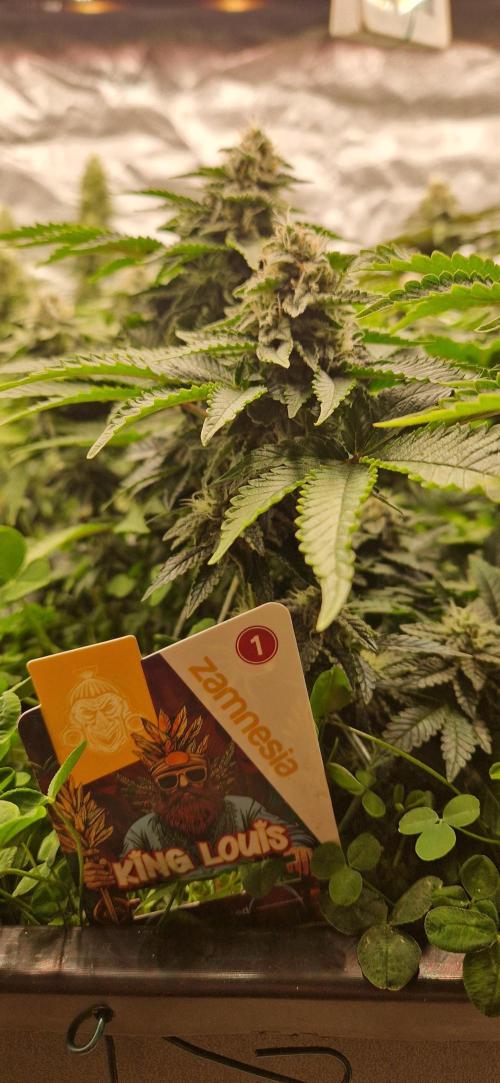 King Louis grow 2x. Week 13 - 01.02