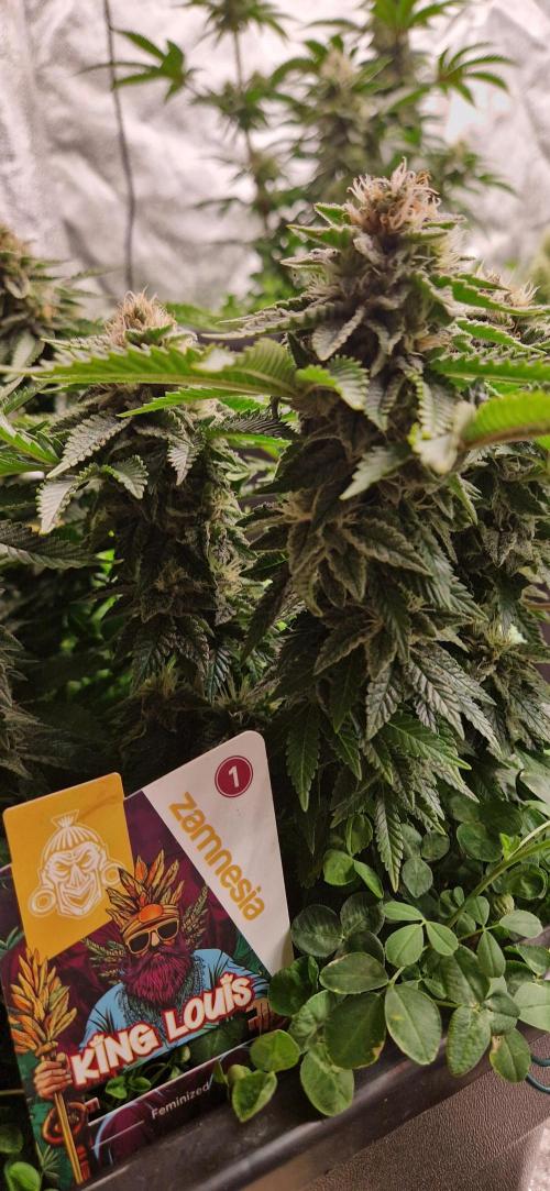 King Louis grow 2x. Week 13 - 03.02