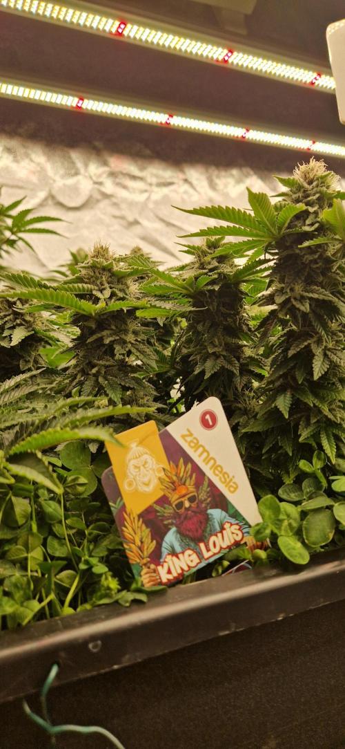 King Louis grow 2x. Week 13 - 03.02