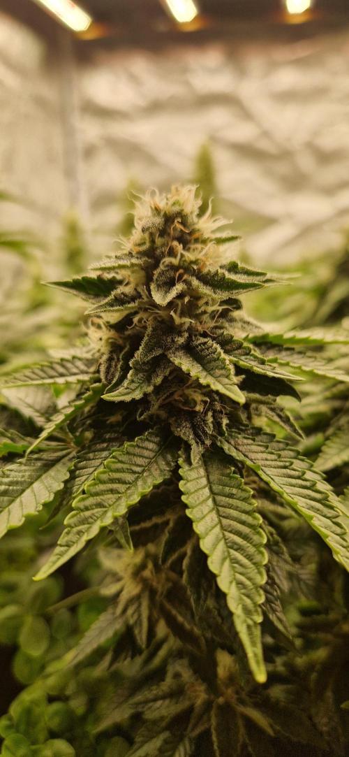 King Louis grow 2x. Week 13 - 03.02