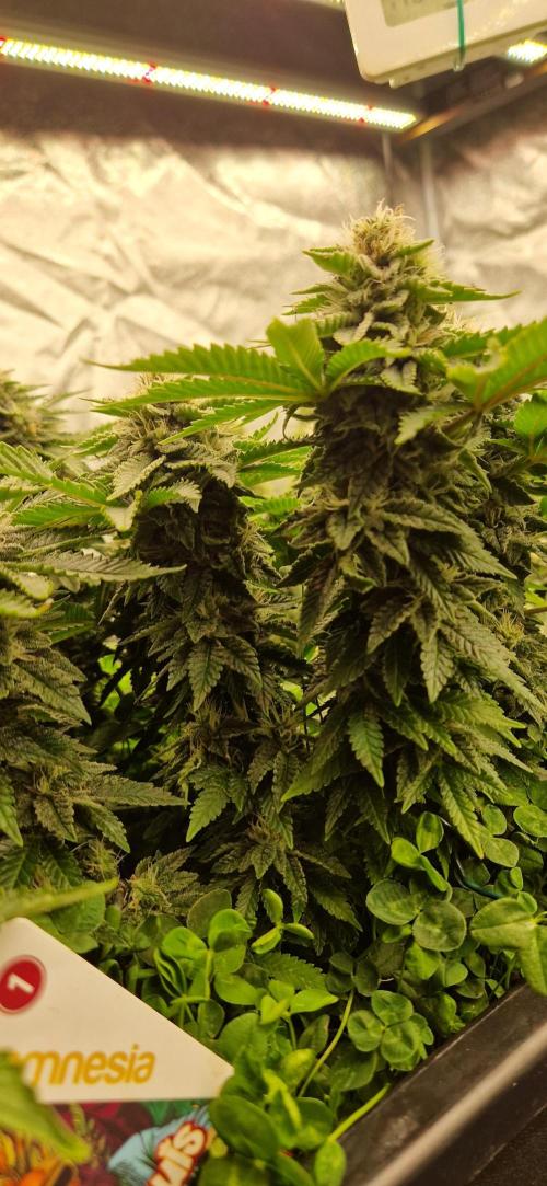 King Louis grow 2x. Week 13 - 03.02