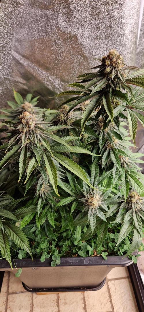 Wedding Cake Super Strains. Week 13 - 06.02