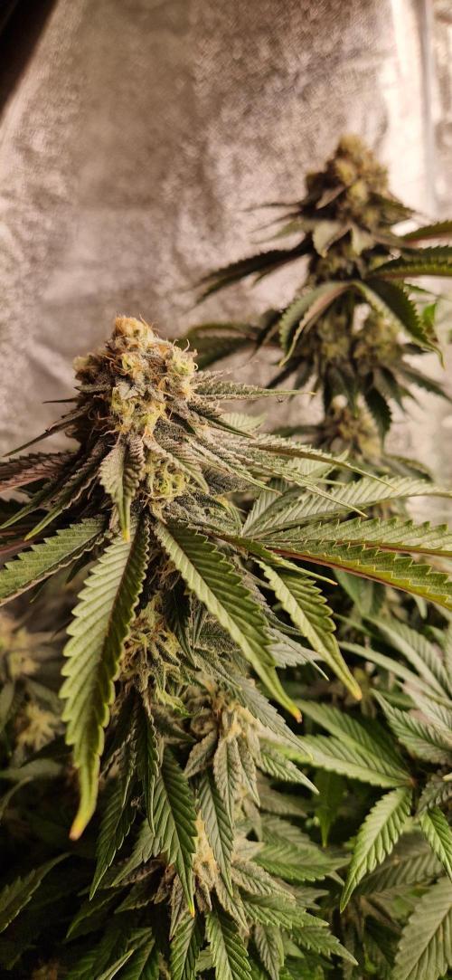 Wedding Cake Super Strains. Week 13 - 06.02