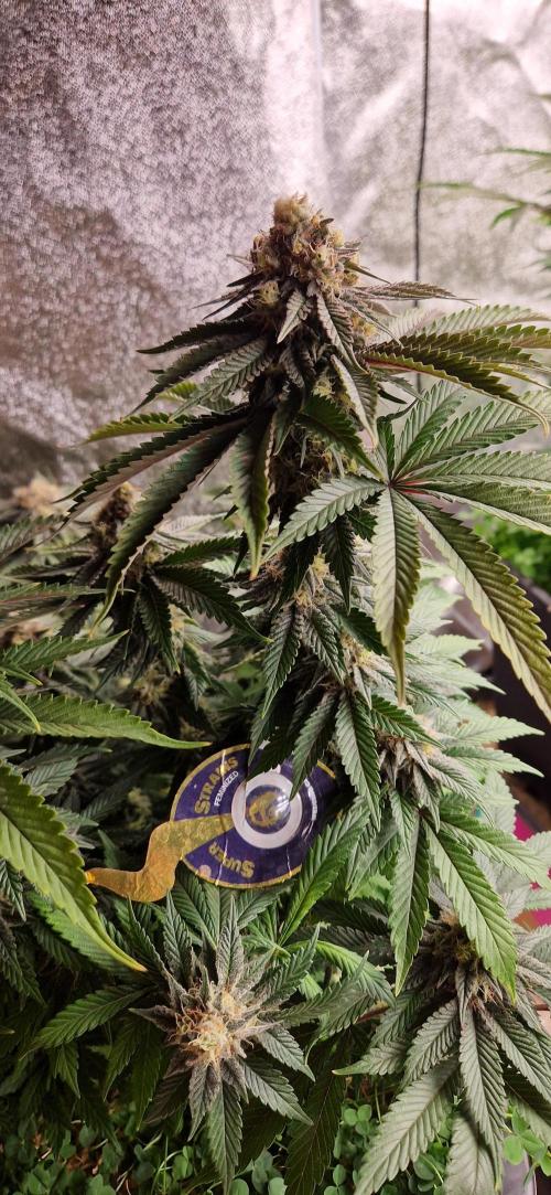 Wedding Cake Super Strains. Week 13 - 06.02