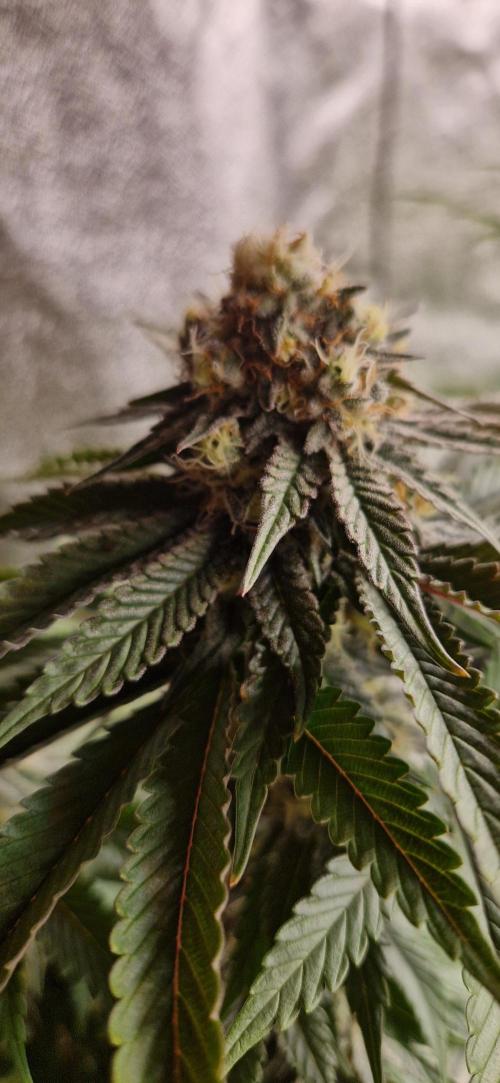 Wedding Cake Super Strains. Week 13 - 06.02