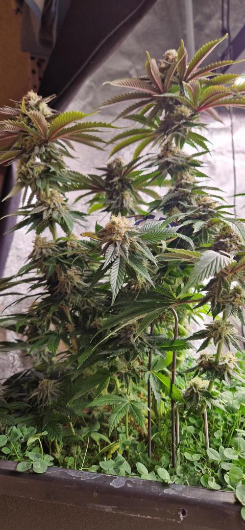 Wedding Cake Super Strains. Week 13 - 06.02