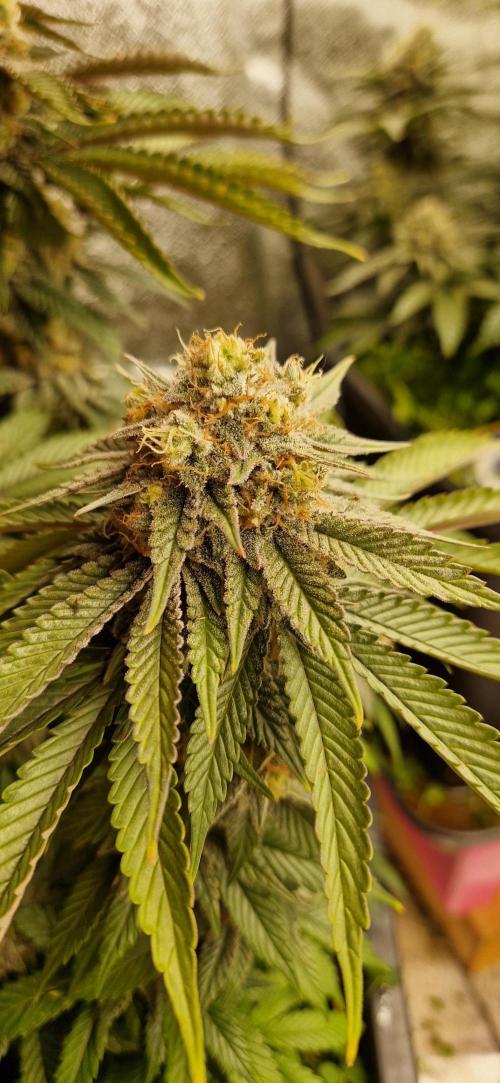 Wedding Cake Super Strains. Week 13 - 10.02