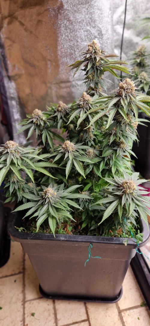 Wedding Cake Super Strains. Week 13 - 10.02