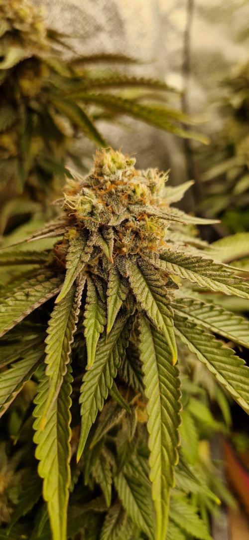 Wedding Cake Super Strains. Week 13 - 10.02