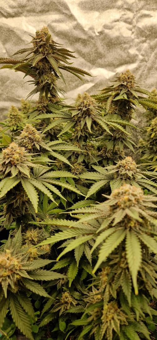 Wedding Cake Super Strains. Week 14 - 12.02