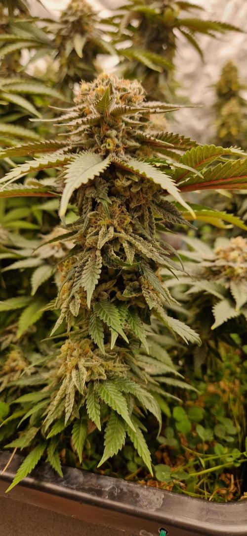 Wedding Cake Super Strains. Week 14 - 12.02